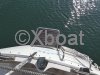 Technical sheet MOODY 31 MK1 BIQUILLE