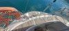 Technical sheet BAVARIA 44 EXCLUSIVE