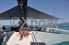 Technical sheet TRIMARAN NEWICK 38