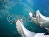 Technical sheet SEA FOX 286 CENTER CONSOLE