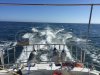 Used multihull HIGHLAND 35 PILOT